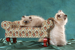 katzenfotos perser_colourpoint