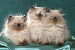 katzenfotos perser_colourpoint