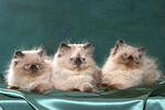 katzenfotos perser_colourpoint