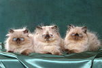 katzenfotos perser_colourpoint